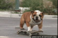 /album/galeria-de-fotos/skateboarding-bulldog-o-gif/