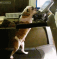 /album/galeria-de-fotos/a1337880323-bulldog-uses-treadmill-gif/