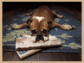 /album/galeria-de-fotos/bulldogdepressedafterreadingthenewsanimatedbyheathergill-gif/