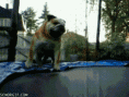 /album/galeria-de-fotos/h6aaca0a2-gif/