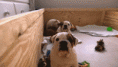 /album/galeria-de-fotos/hjcxmol-gif/